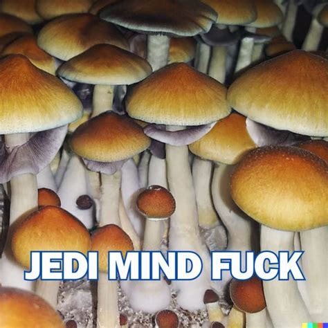 jedi mind fuck effects|A Misnomer in Mushrooms: The Jedi Mind Fuck Strain